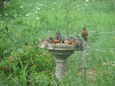 Why I Chose Wildlife Gardening Image
